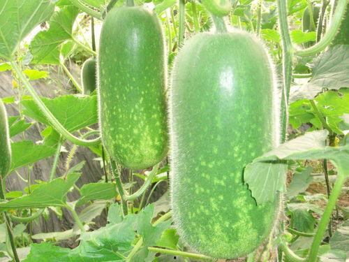 52吃瓜爆料免费吃瓜视频 吃瓜是什么意思