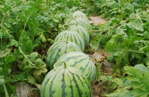 51热门大瓜今日大瓜最新 热门大瓜,今日最新热门大瓜盘点