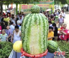 热门大瓜每日大赛,揭秘娱乐圈最新爆料，大赛精彩瞬间回顾